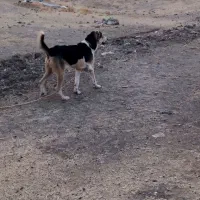 سگ سرابی اصیل باب طوله گیری الکی مزاحم نشوید|سگ|کرمانشاه, |دیوار