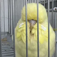 مرغ عشق انگلیسی گرید + A