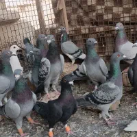 کفتر جوجه پلاکی|پرنده|شیراز, پانصد دستگاه ارتش|دیوار
