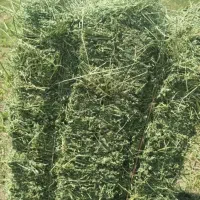 علوفه دام