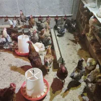 فروش مرغ گلپایگان تخمگذار  ۶۰ عدد دانه ای ۵۰۰