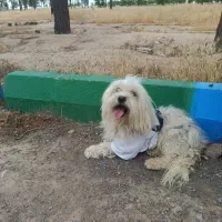 سگ عروسک|سگ|تربت جام, میان جام|دیوار