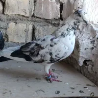 کبوتر گرفتنی|پرنده|قم, باسکول|دیوار