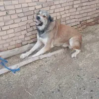 یک سگ گله ای|سگ|سمنان, |دیوار