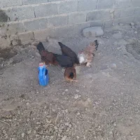 مرغ تخمی و اردک