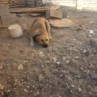 یک عدد توله سرابی ۱۰ماهه