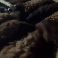 فروش ۲۱عدد بره ماده قوچ خورده|حیوانات مزرعه|تربت‌حیدریه, پائین ولایت|دیوار