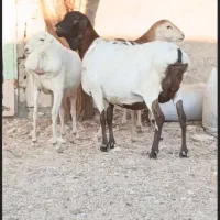 میش سه عدد ابستن دقلوزا|حیوانات مزرعه|بندرعباس, |دیوار