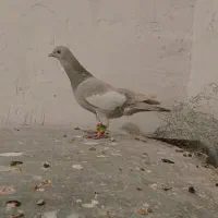 سرک سوسنی و دم سفید و دم قهوی