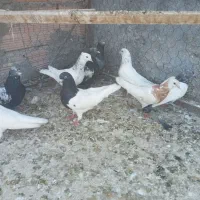 این هم ۸تاش