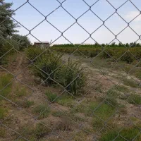 درخت زرشک وعناب