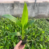 گل آپارتمانی|گل و گیاه طبیعی|مهران (ایلام), |دیوار