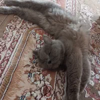 گربه نر نژاد بریتیش لانگ هیر