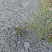 زمین فروشی دور دیوار. حاشیه جاده. یزدان اباد سفلی