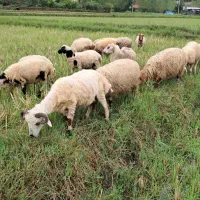 گوسفند نر جوان چاق و چله حدود ۳۰ کیلویی