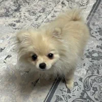 فروش سگ پامر|سگ|یزد, |دیوار