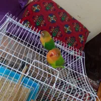 سلام یک جفت کوتوله ماده رام نر رام نیست