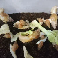 حلزون آچاتینا