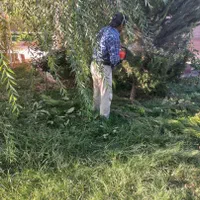 هرس درخت