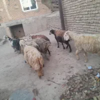 حیوانات مزرعه|حیوانات مزرعه|داران, |دیوار