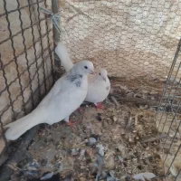 کبوتر|پرنده|اردکان, |دیوار