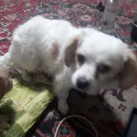 سگ پاکوتاه|سگ|مراغه, |دیوار