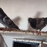 کبوتر پلاکی|پرنده|اهواز, فرهنگ شهر|دیوار