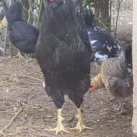 تخم نطفه دار گلین لری اصل|حیوانات مزرعه|رودبنه, |دیوار