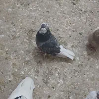 کبوتر ماده|پرنده|سبزوار, فرهنگیان|دیوار