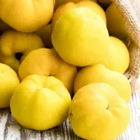 تولید و عرضه نهال گلدانی به اونشاب|خدمات باغبانی و درختکاری|سامان, |دیوار
