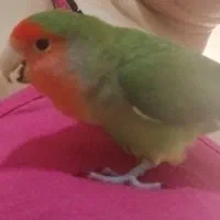 کوتوله برزیلی گم شده