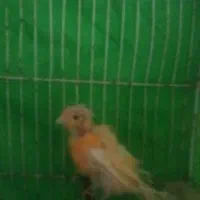 پرندهپ|پرنده|تربت جام, جامرود|دیوار