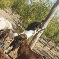 سه بر ودو چبش نر و تعدادی بز پاکستانی شکم بزغاله|حیوانات مزرعه|بیرجند, |دیوار