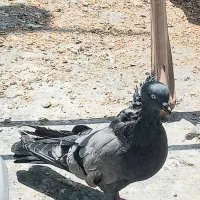 سبز کلاهی ماده