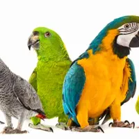 پت شاپ شاهزاده تبریز