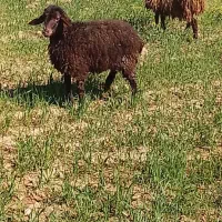 کاور بره ماده گوسفند