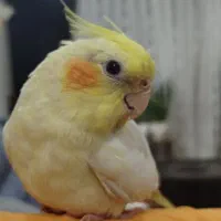 عروس هلندی دستی و سرحال