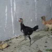 جوجه لاری