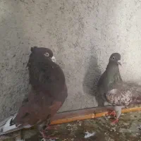 کبوتر|پرنده|مشکین‌دشت, |دیوار