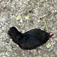 مرغ محلی|حیوانات مزرعه|شهریار, شهرک امیریه|دیوار