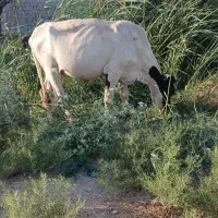 گاو محلی درجه یک