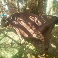 گاو وگوساله
