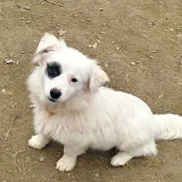 پامر|سگ|آق قلا, |دیوار