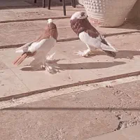 کفتر بادکنکی