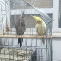 عروس هلندی|پرنده|یزد, |دیوار