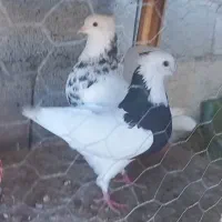 کبوتر کفتر گتوند|پرنده|اهواز, بعثت|دیوار