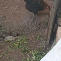 مرغ محلی خروس محلی ۵۰۰|حیوانات مزرعه|چالوس, |دیوار