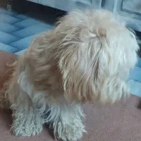 سگ شیتزو|سگ|اردبیل, |دیوار