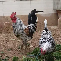 تخم مرغ نطفه دار لری گلین