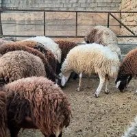 بره نر پرواری|حیوانات مزرعه|چگنی, |دیوار